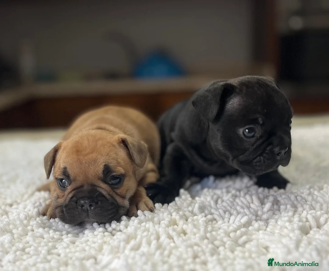 Bulldog Francés perros en venta: Cachorros de bulldog francés  - Anuncio 25