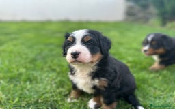 Boyero de Berna perros en venta: Preciosos Boyeros en Salamanca - Imagen 3
