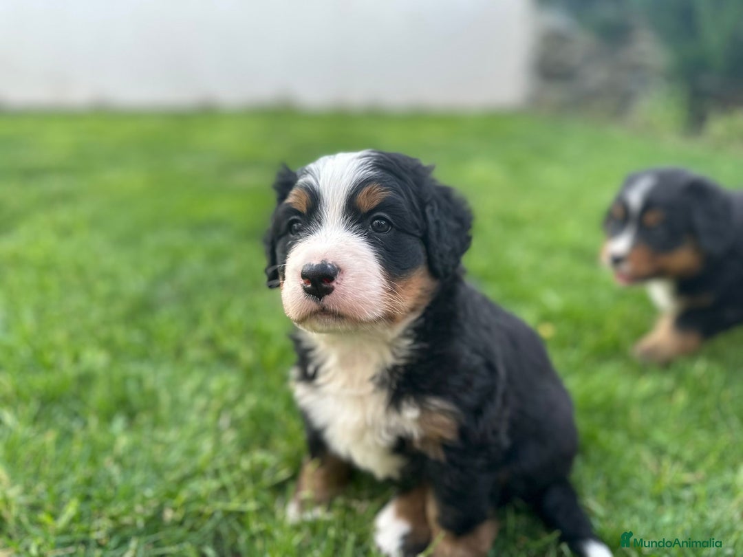 Boyero de Berna perros en venta: Preciosos Boyeros en Salamanca - Imagen 3