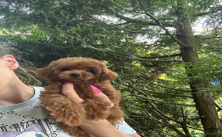 Caniche Toy perros - Propaganda 2