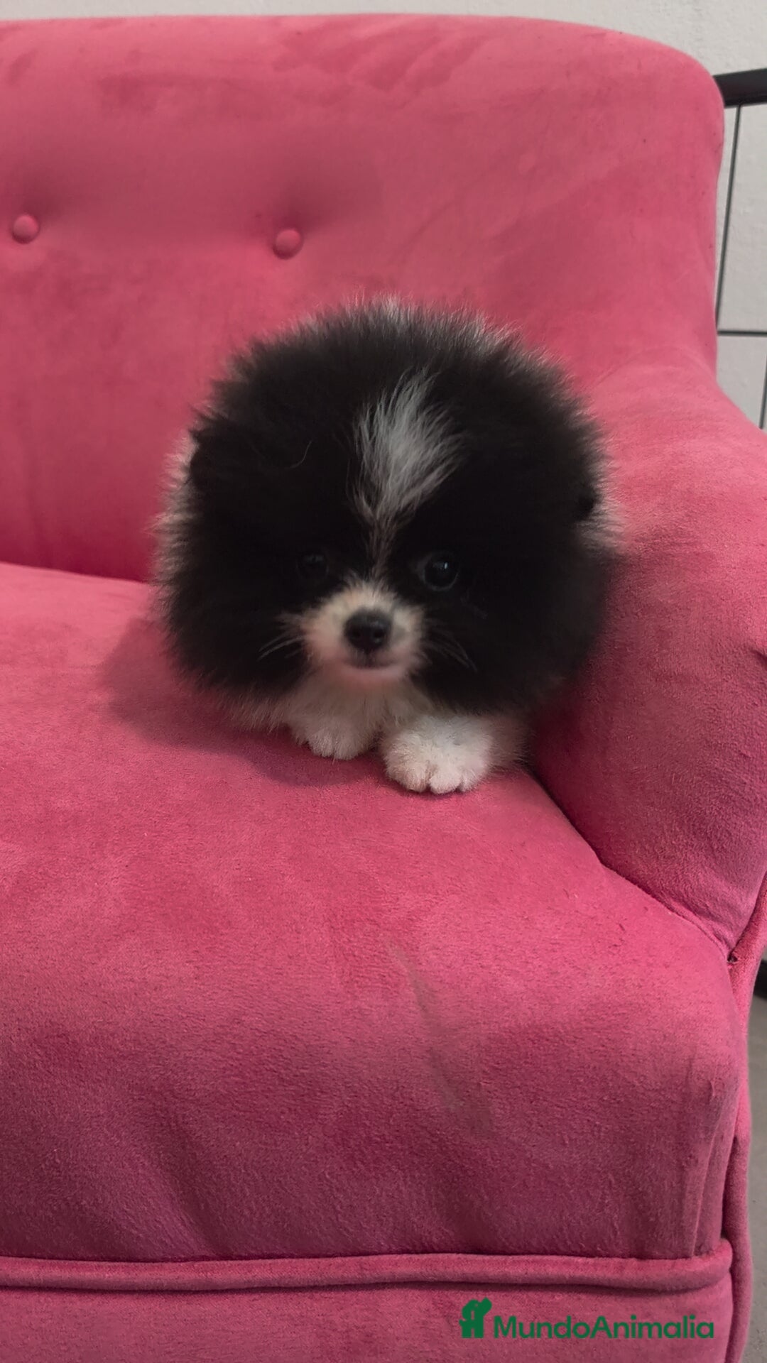 Pomerania perros Pomerania TOY Party hembra  - Anuncio 1