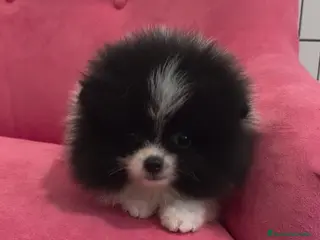 Pomerania perros Pomerania TOY Party hembra - Anuncio 1