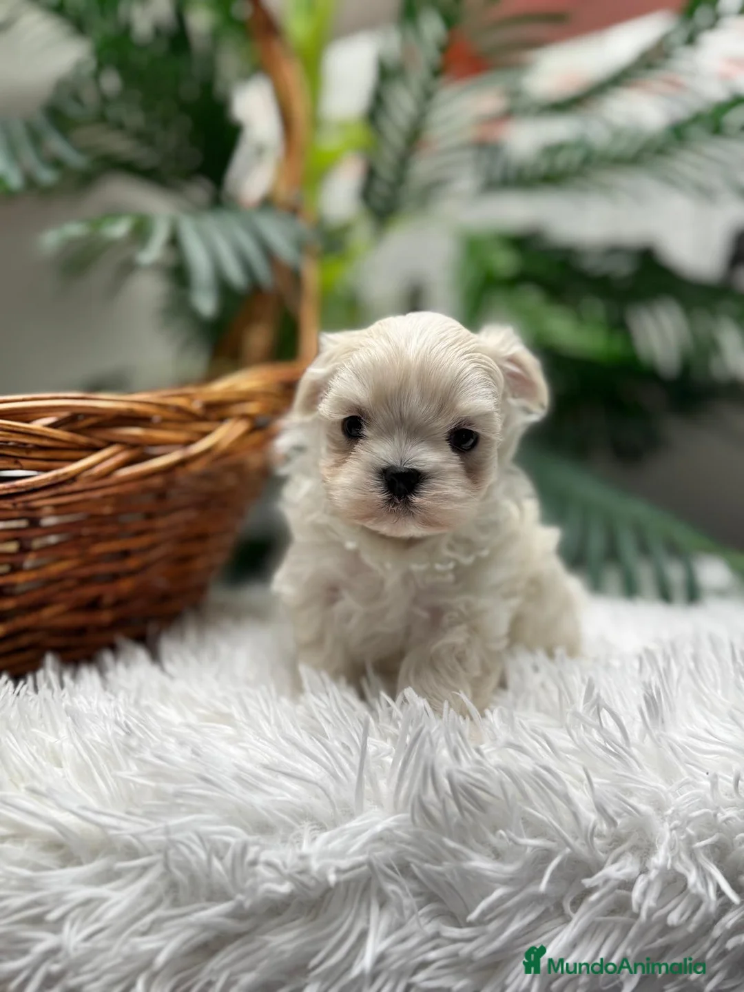 Bichón Maltés perros en venta: BICHON MALTES COREANO - Anuncio 13
