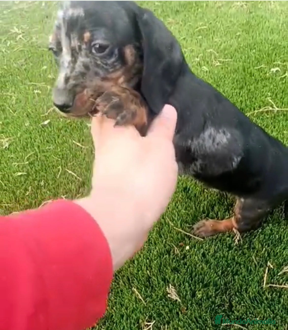 Teckel perros Teckel macho arlequín  - Anuncio 4