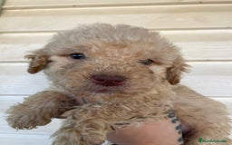Perro de Agua Español perros en venta: Perro de agua  - Imagen 5