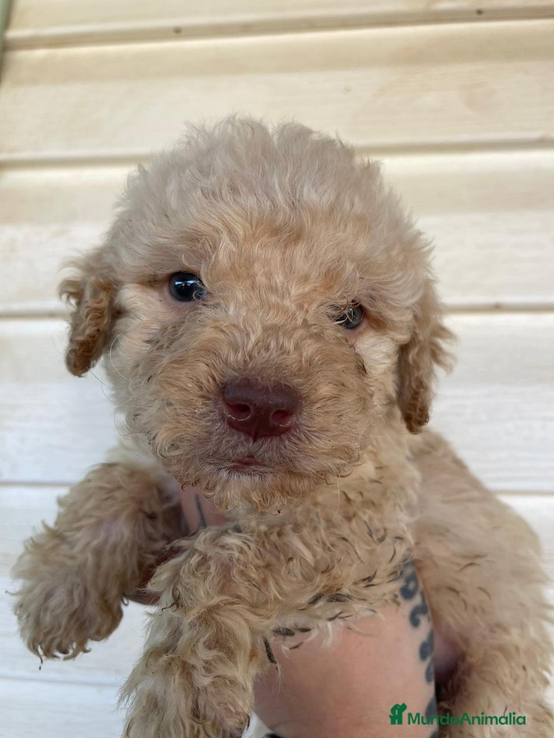 Perro de Agua Español perros en venta: Perro de agua  - Imagen 5