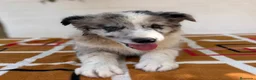 Border Collie perros en venta: Border Collie – Cachorros tranquilos 🐾 - Anuncio 6