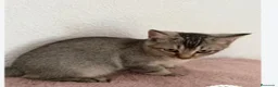 Raza Mixta gatos en venta: Cruce de British  - Anuncio 6