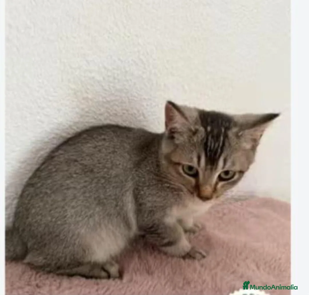 Raza Mixta gatos en venta: Cruce de British  - Anuncio 6