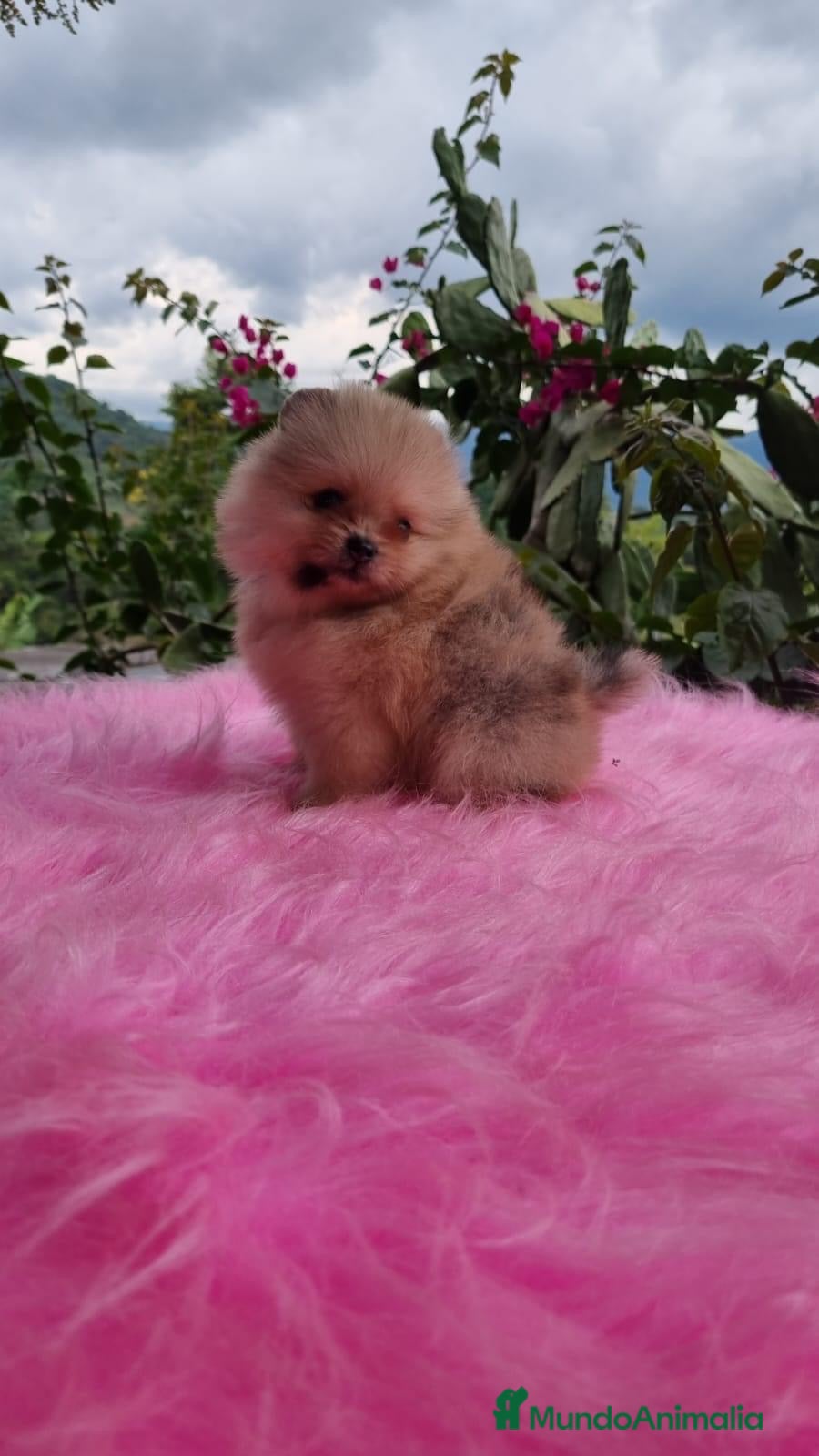 Pomerania perros POMERANIA //// CACHORROS  en Badajoz - Anuncio 2