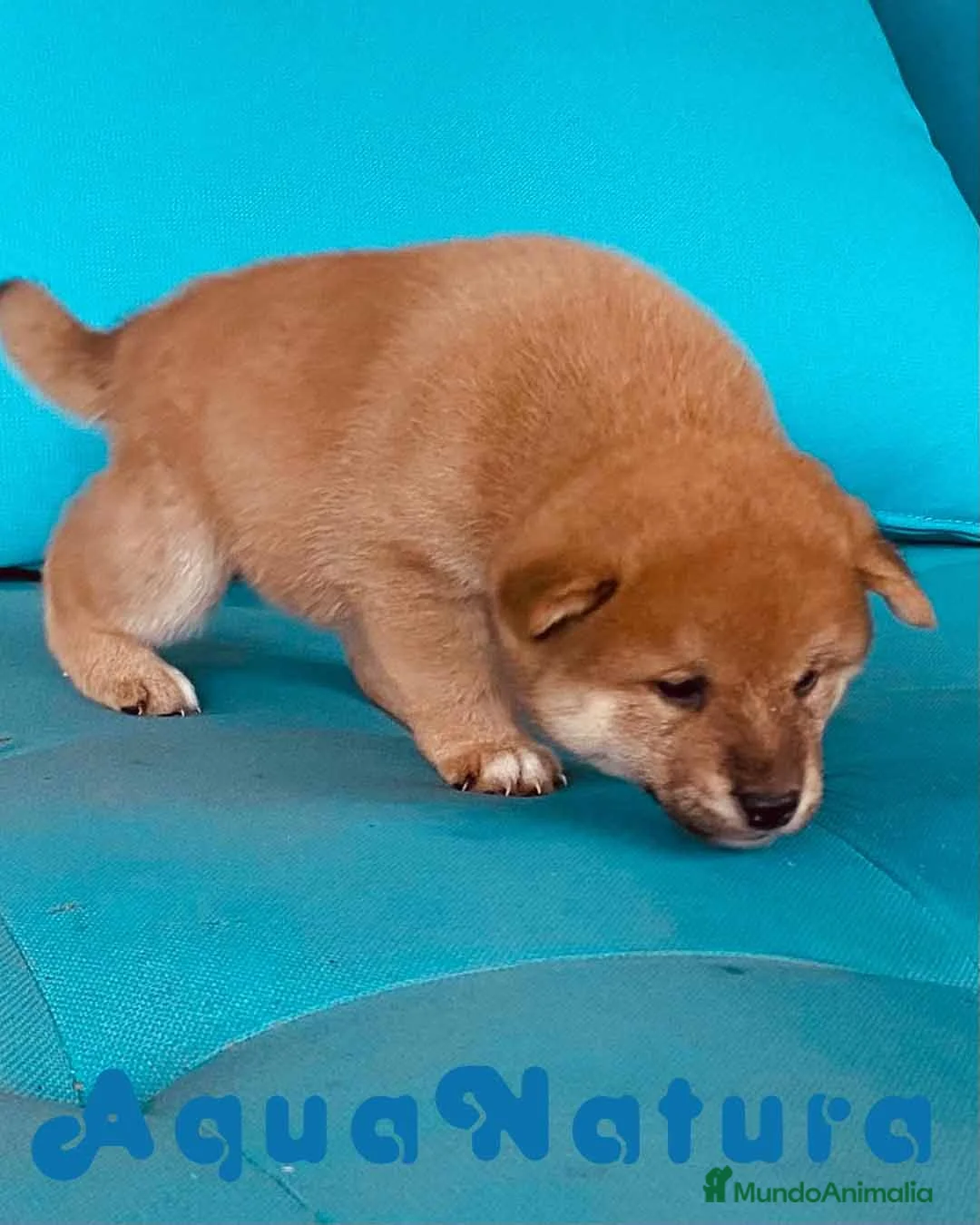 Shiba Inu perros en venta: Shiba Inu Macho 1 de Magy - AQUANATURA en Barcelona - Anuncio 6