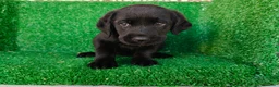 Labrador Retriever perros en venta: labrador retriever - Anuncio 14