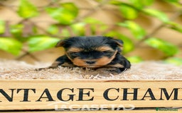 Yorkshire Terrier perros en venta: Camada de Rea - Imagen 5