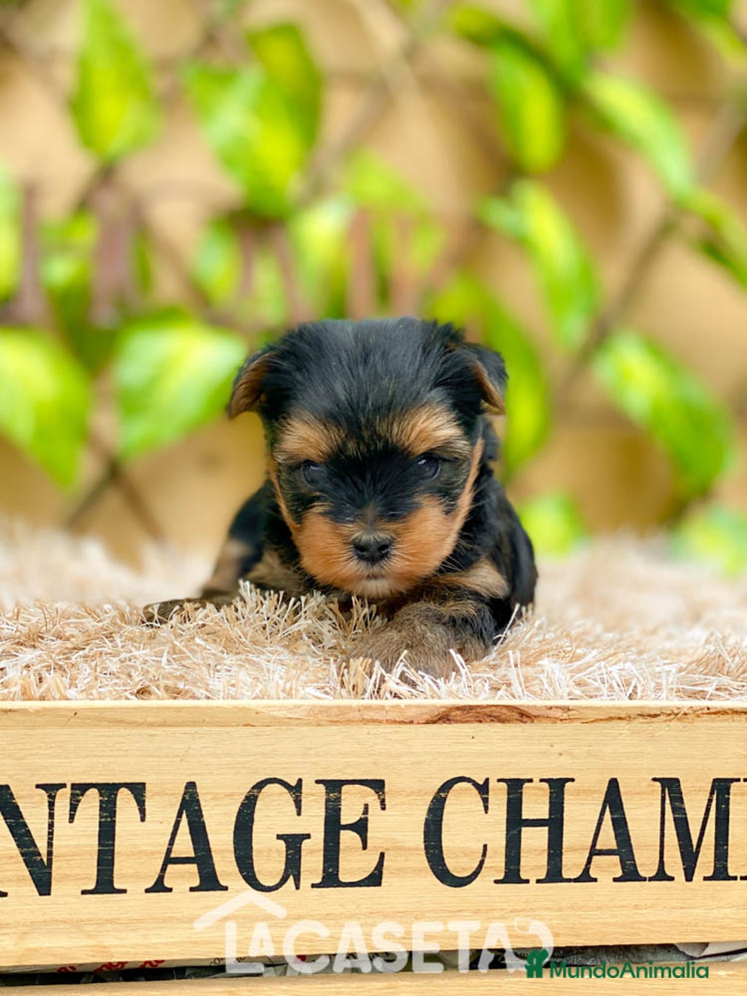 Yorkshire Terrier perros en venta: Camada de Rea - Imagen 5