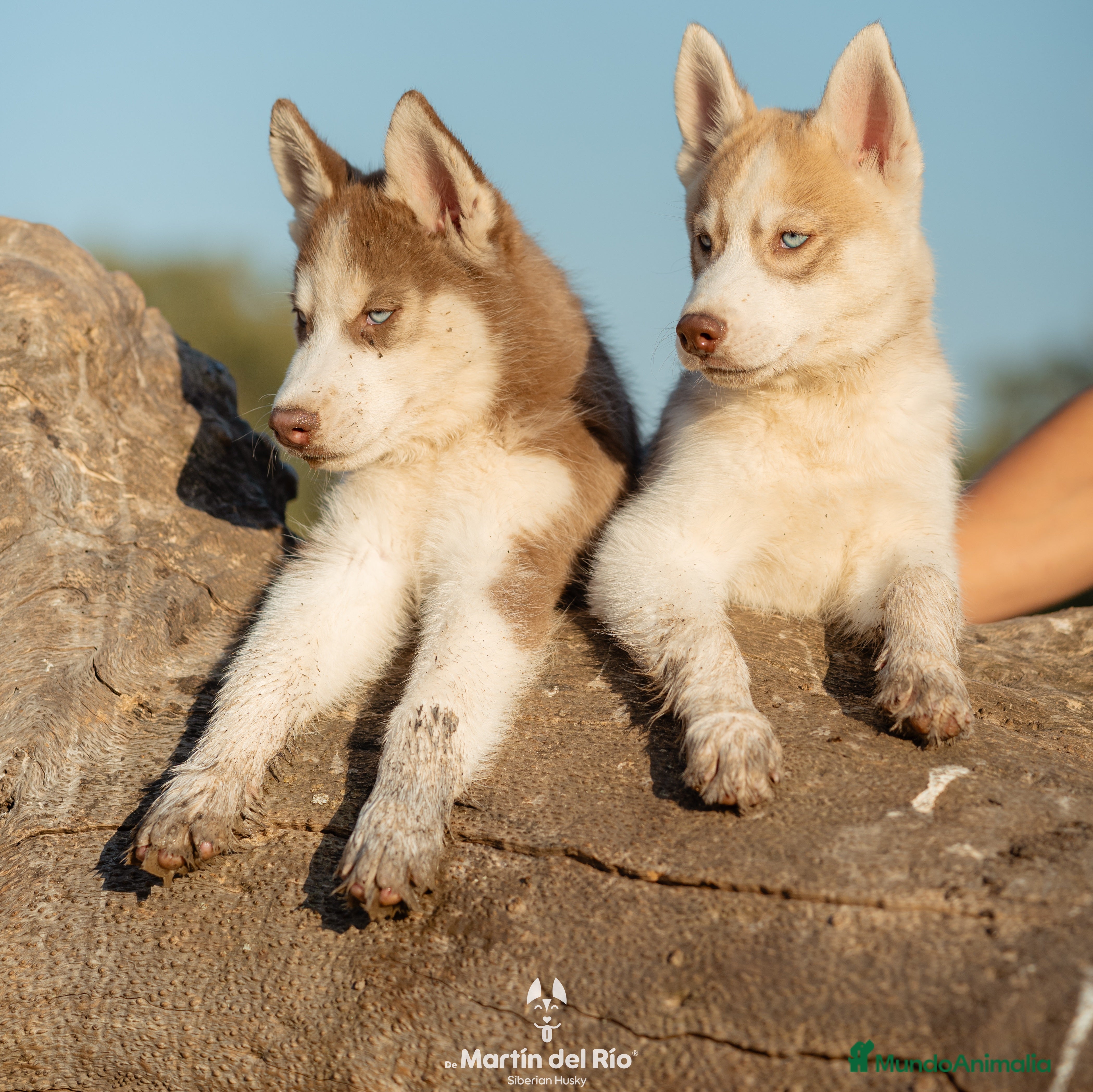 Husky Siberiano perros SIBERIAN HUSKY MARRÓN - Anuncio 8