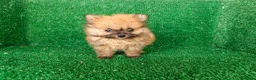 Pomerania perros en venta: Pomerania  - Anuncio 14