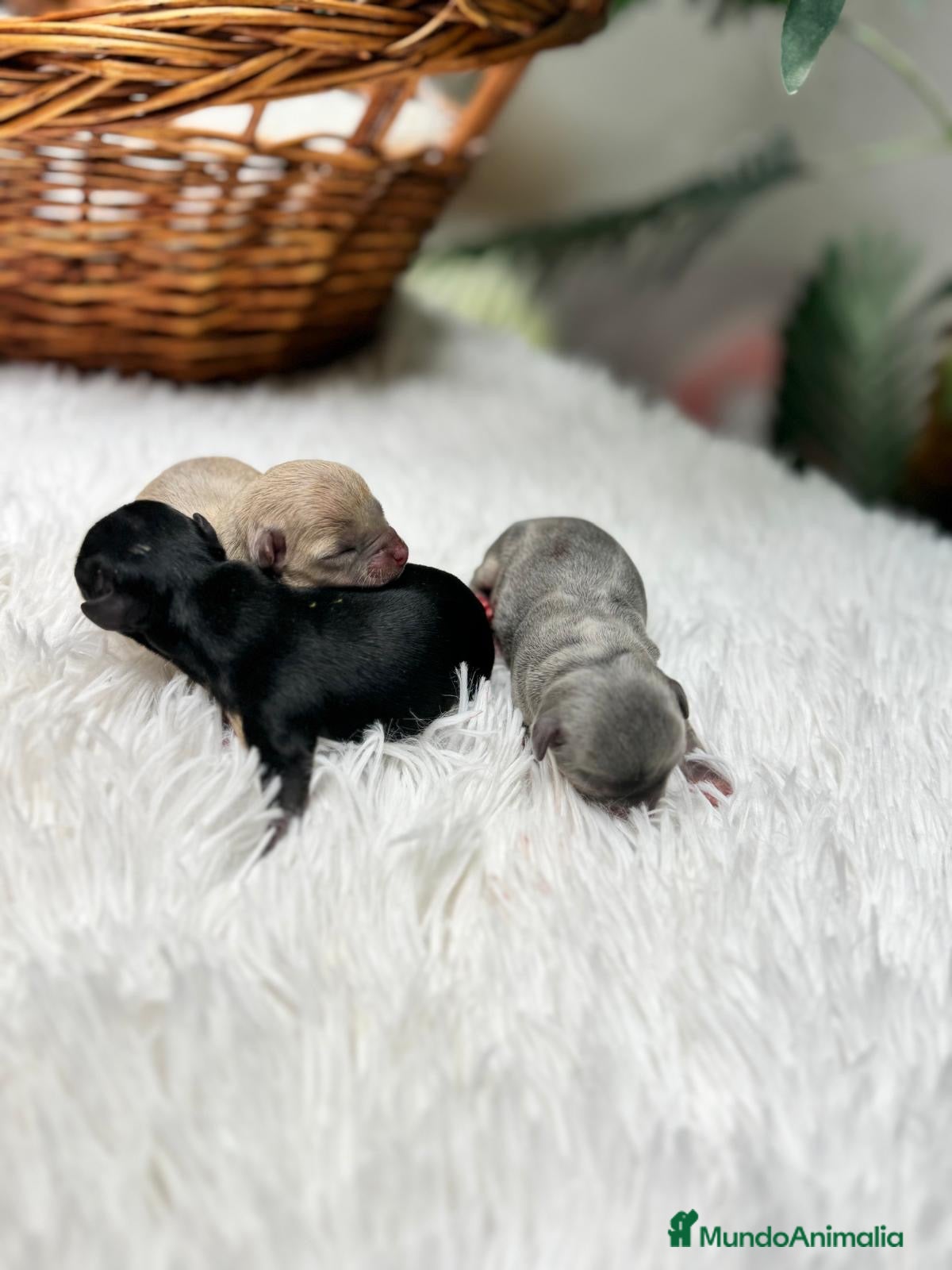 Chihuahua perros CHIHUAHUA HEMBRAS - Anuncio 1