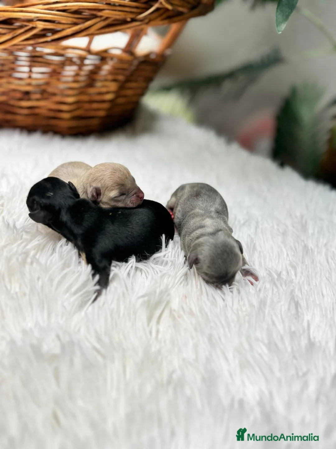 Chihuahua perros en venta: CHIHUAHUA HEMBRAS - Anuncio 1