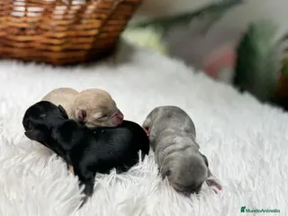 Chihuahua perros CHIHUAHUA HEMBRAS - Anuncio 2