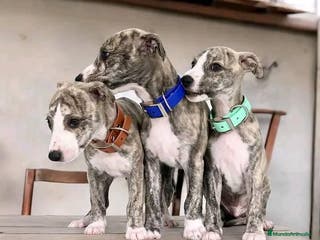 Whippet perros WHIPPET A NIVEL NACIONAL en Badajoz - Anuncio 8