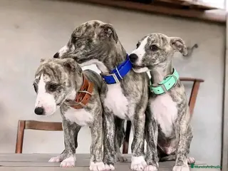 Whippet perros WHIPPET A NIVEL NACIONAL en Badajoz - Anuncio 4