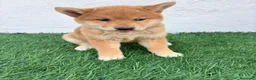 Shiba Inu perros en venta: Shiba Inu - Anuncio 19