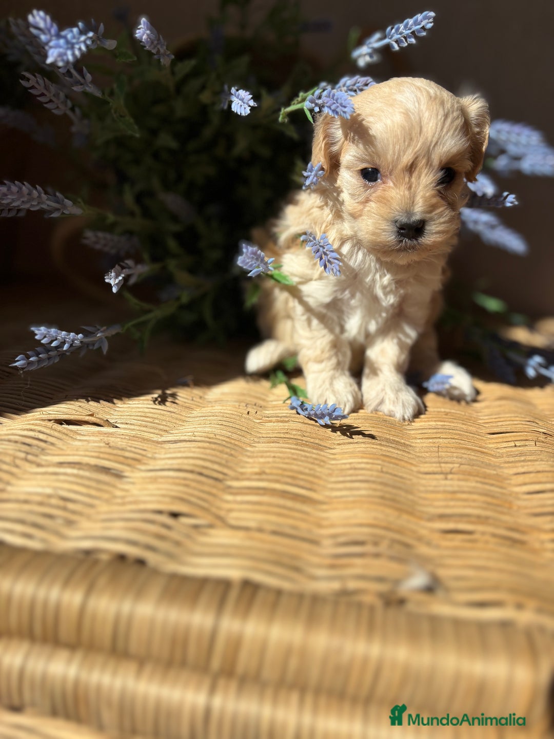 Maltipoo perros en venta: Maltipoo de caramelo hembra disponible  - Imagen 3
