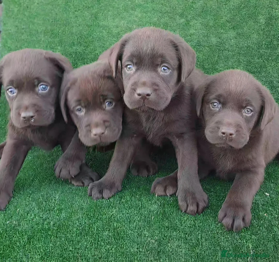 Labrador Retriever perros en venta: Labrador Retriever  - Anuncio 2