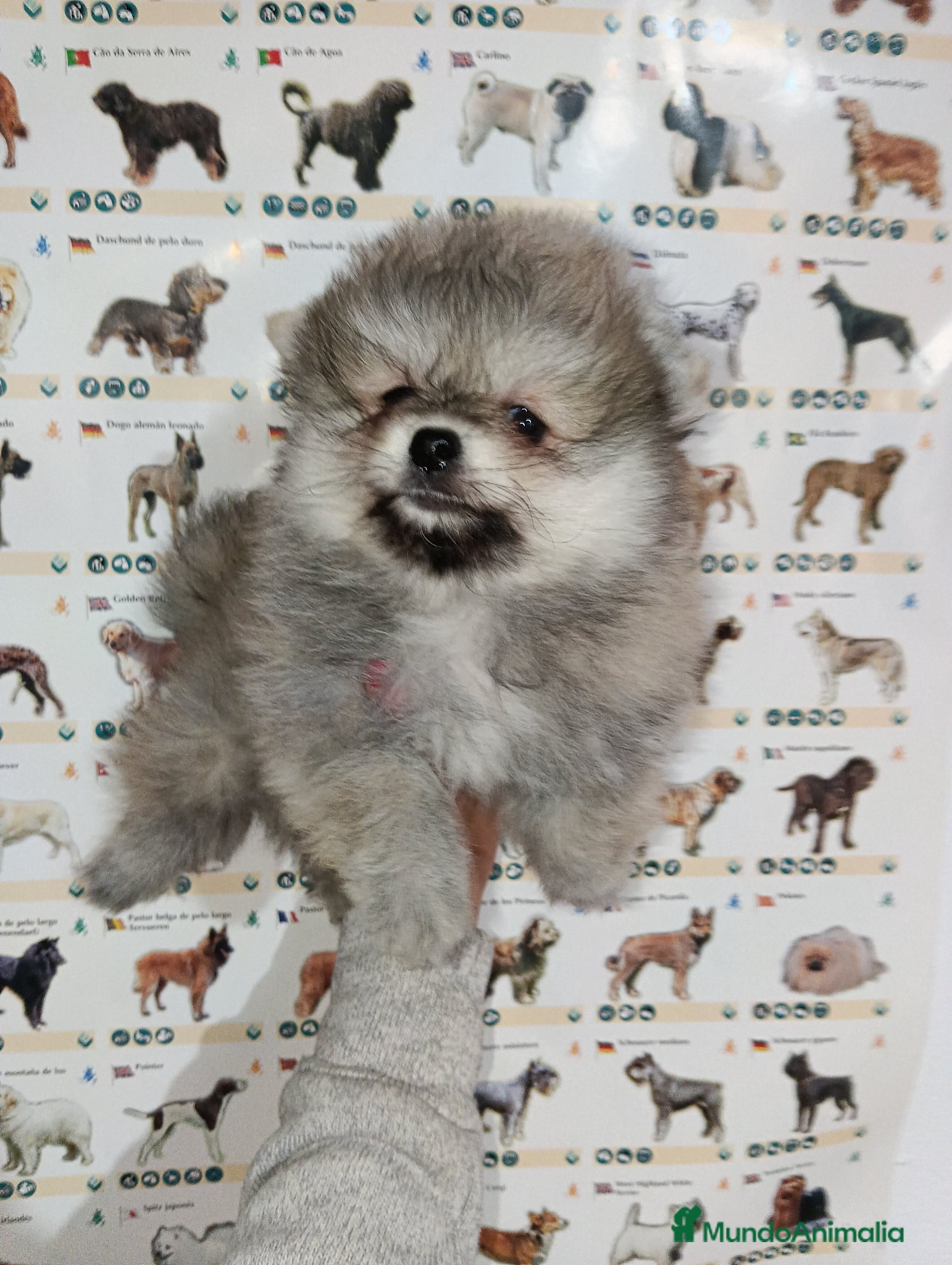 Pomerania perros Pomerania de Lulú - Anuncio 11