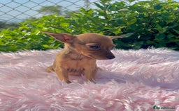 Ratón de Praga perros en venta: Ratona de Praga roja  - Imagen 4