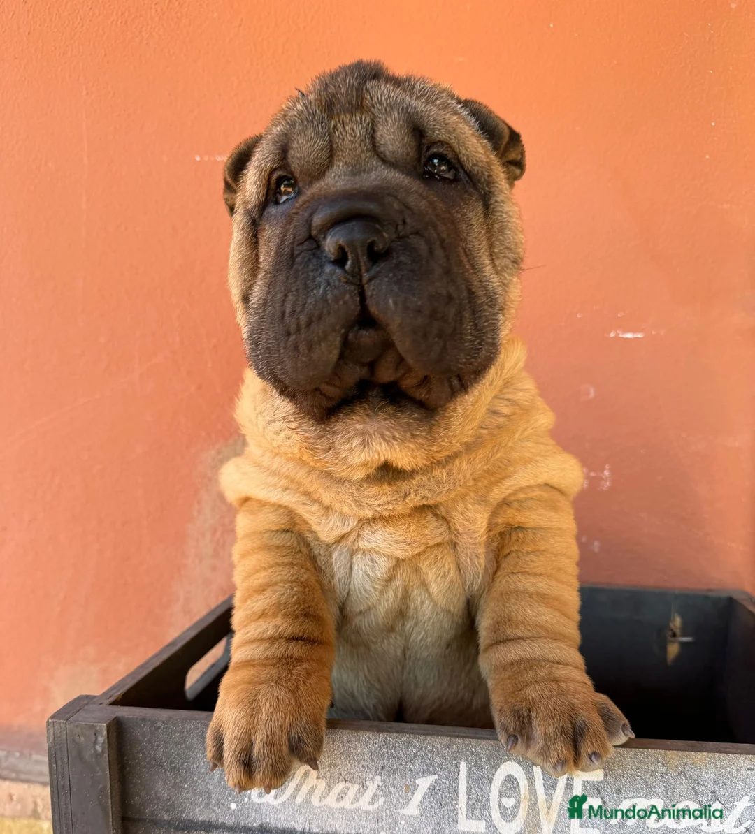 Shar Pei perros en venta: LOS MEJORES Y MAS SANOS SHARPEI en Málaga - Anuncio 3