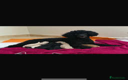 Caniche Enano perros en venta: Caniches enanos  - Imagen 8