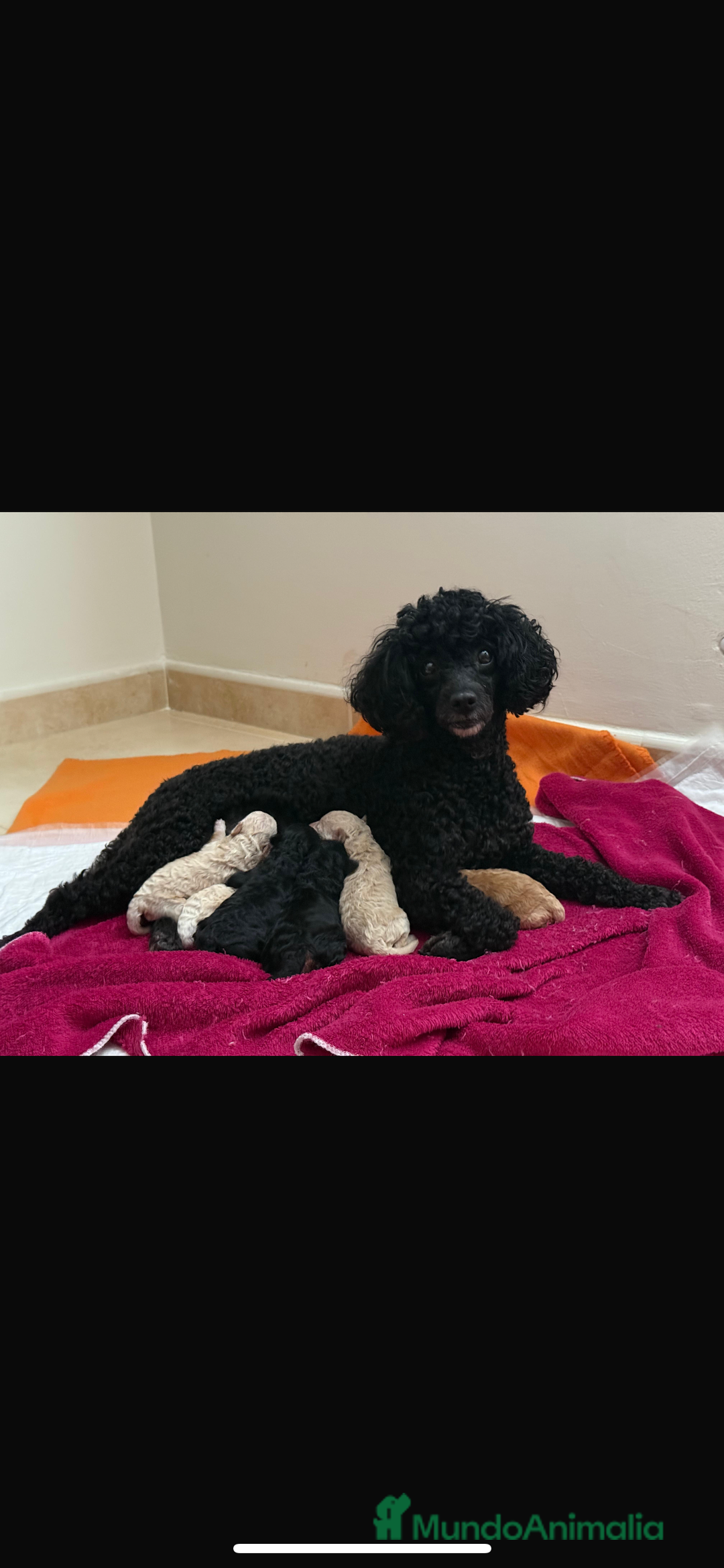 Caniche Enano perros en venta: Caniches enanos  - Imagen 8