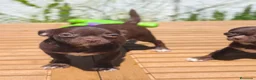 Chihuahua perros en venta: Chihuahua chocolate  - Anuncio 2