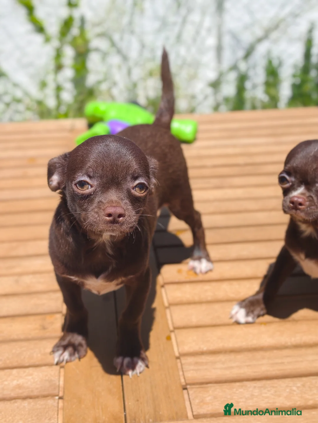 Chihuahua perros en venta: Chihuahua chocolate  - Anuncio 2