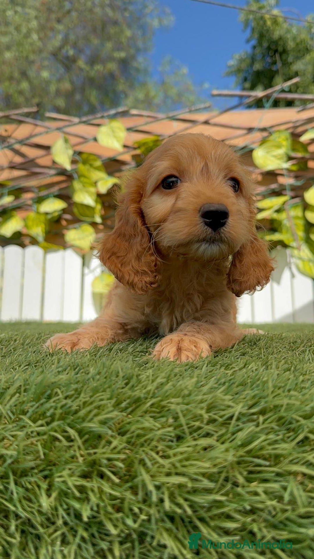 Otras razas perros en venta: Cockapoo hembra - Imagen 11