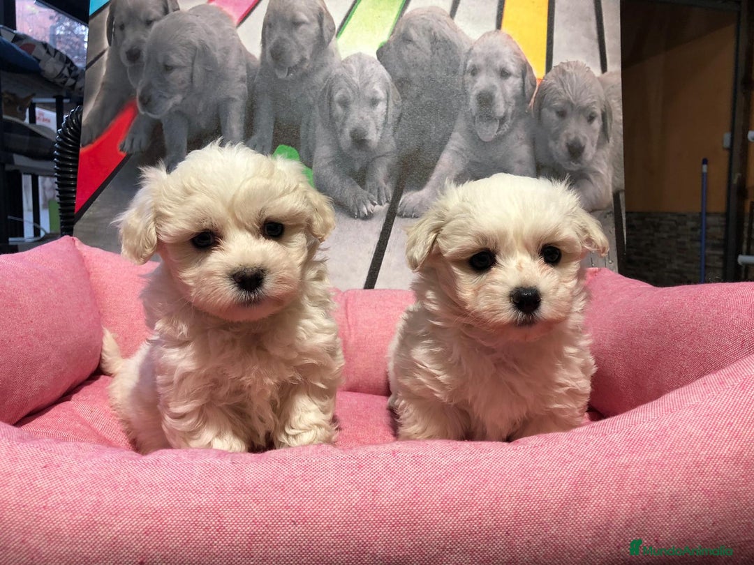 Bichón Maltés perros en venta: Bichon maltes mini  - Anuncio 4