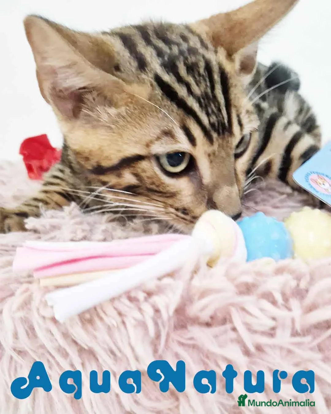 Bengalí gatos en venta: Bengali Macho 5875 - AQUANATURA en Barcelona - Anuncio 3