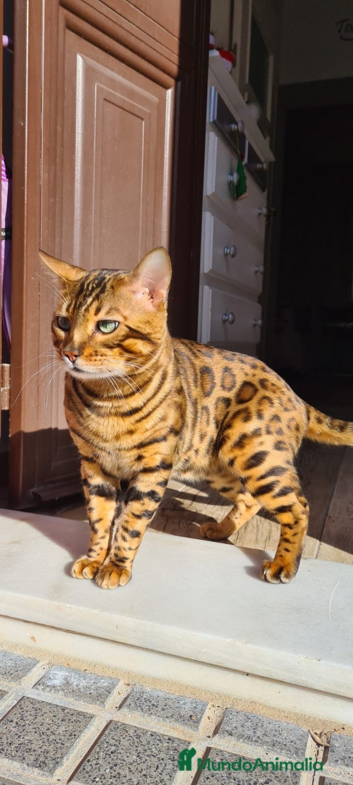 Bengalí gatos CAMADA BENGALIS IMPRESIONANTE  - Anuncio 2