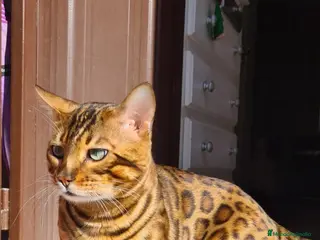 Bengalí gatos CAMADA BENGALIS IMPRESIONANTE - Anuncio 3
