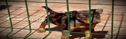 Pinscher Miniatura perros en venta: Caraby Harlequin Pinscher Benidorm  - Anuncio 5