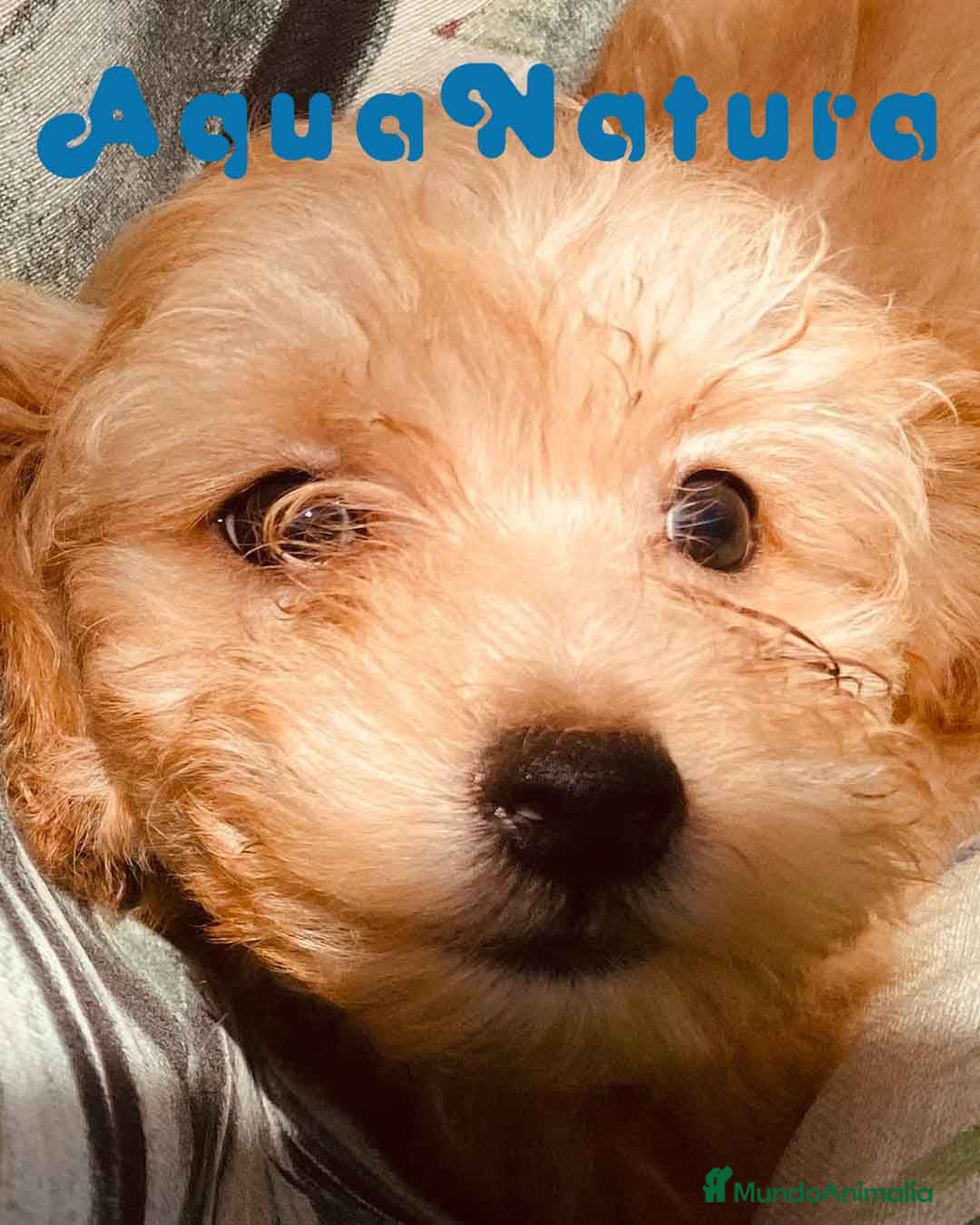 Caniche Toy perros Havapoo Macho de Haya y Alejo 6887 - AQUANATURA en Barcelona - Anuncio 2