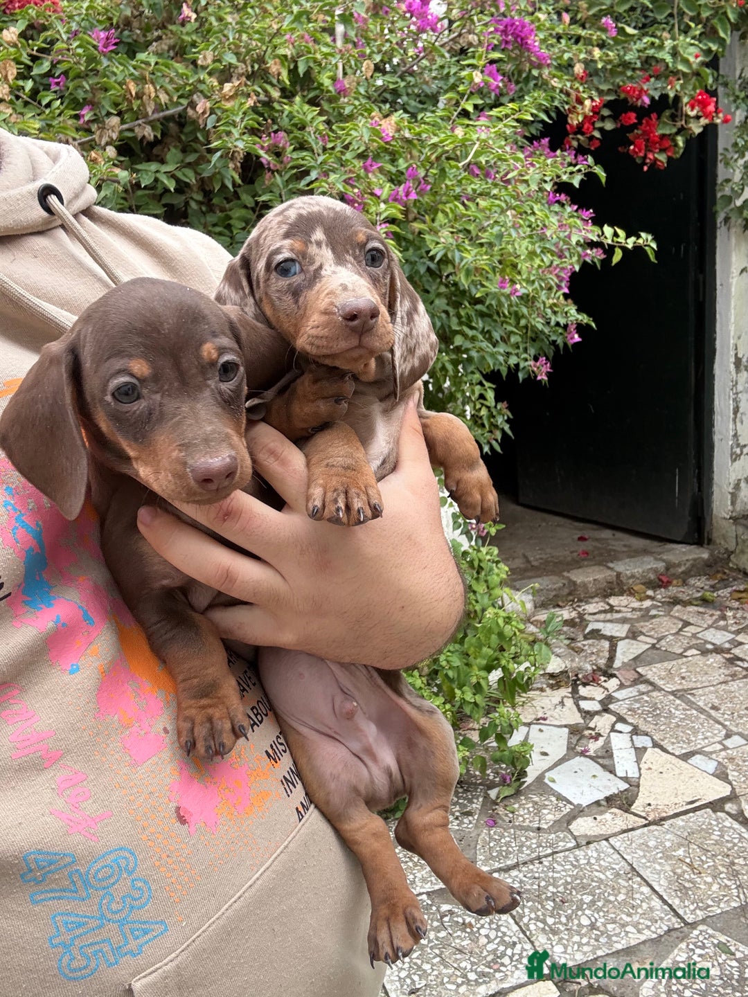 Teckel Miniatura perros en venta: Teckels mini y kaninchen  - Anuncio 1