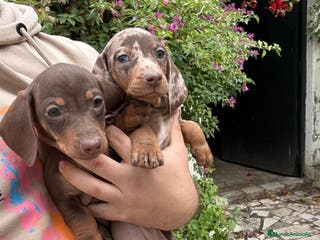 Teckel Miniatura perros Teckels mini y kaninchen - Anuncio 8