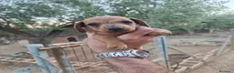 Teckel Miniatura perros en venta: Teckel miniatura  - Anuncio 3
