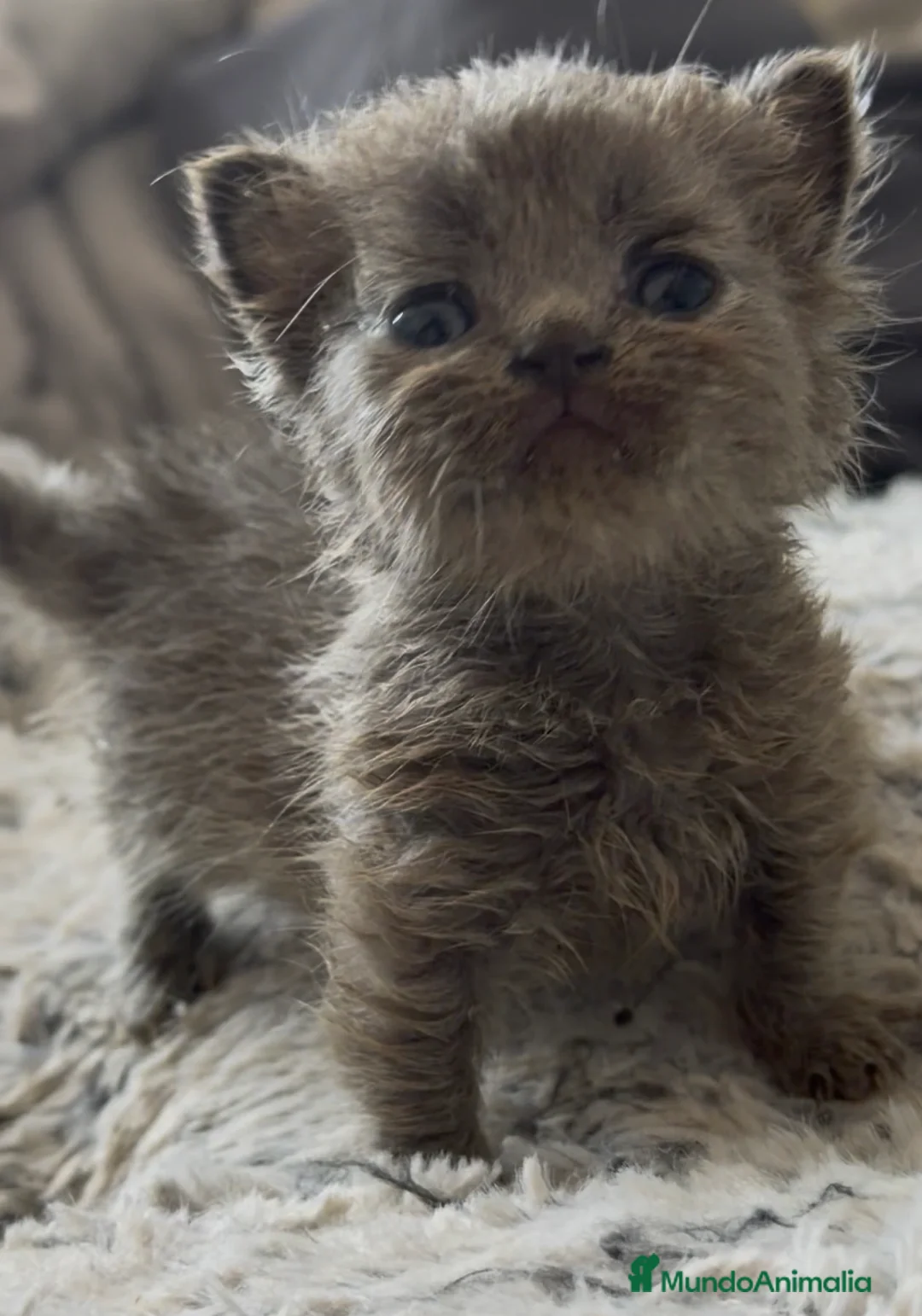 Munchkin gatos en venta: Munchkin azul - Anuncio 3