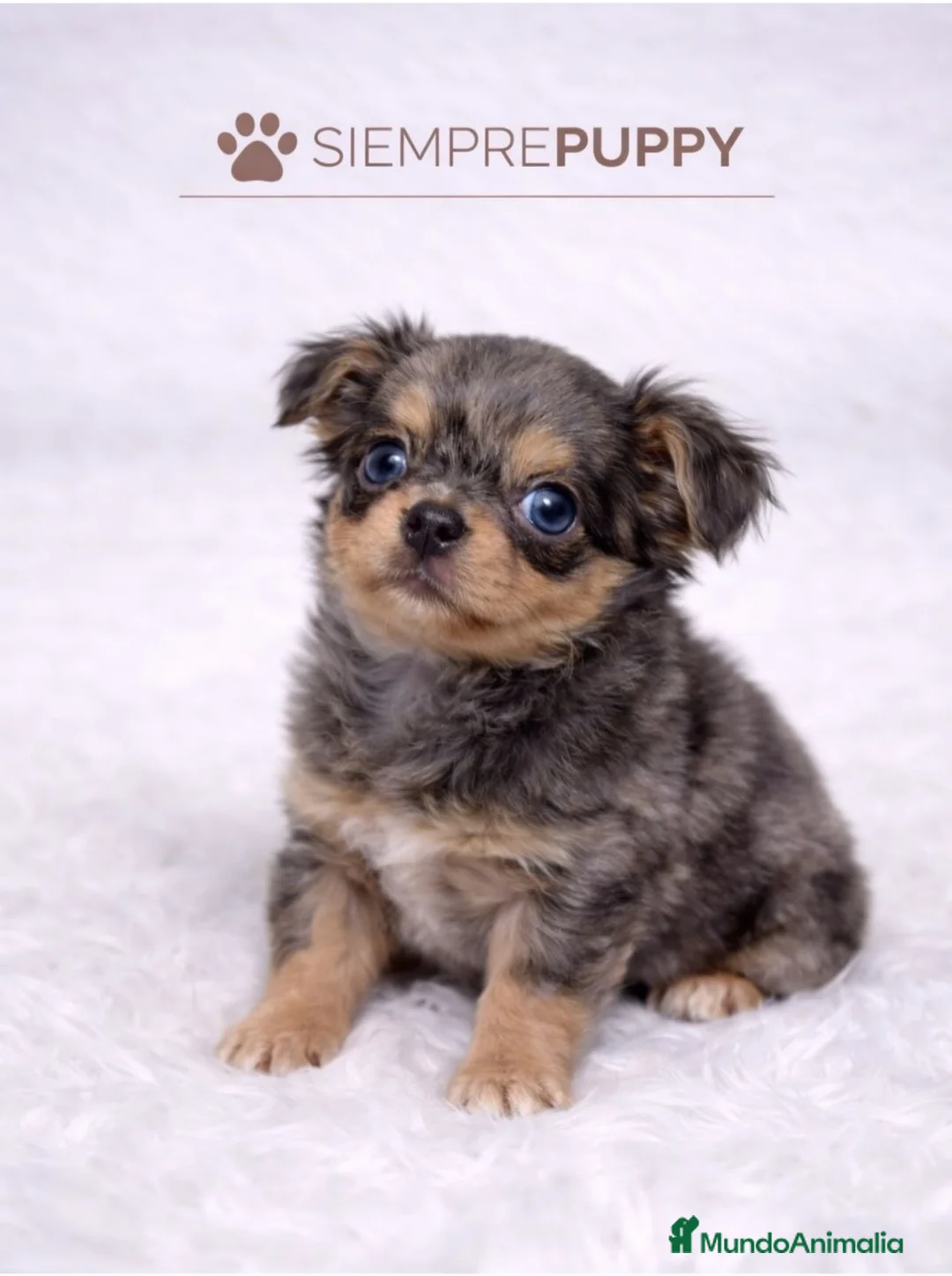 Chihuahua perros en venta: CHIHUAHUA EXÓTICO PELO LARGO - Anuncio 1