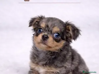 Chihuahua perros CHIHUAHUA EXÓTICO PELO LARGO - Anuncio 2