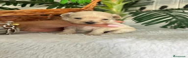 Maltipoo 1