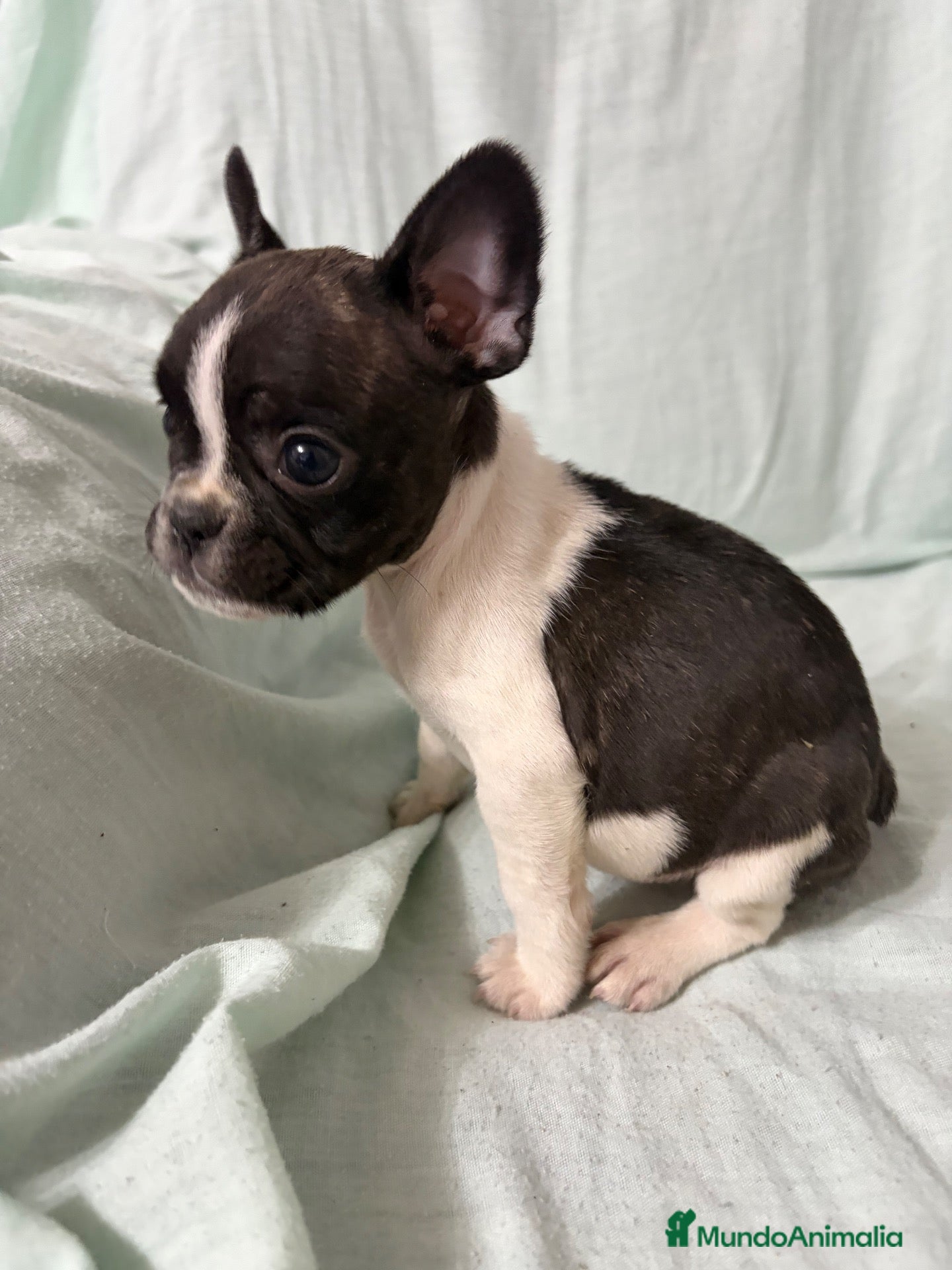 Bulldog Francés perros BULLDOG FRANCÉS - Anuncio 1